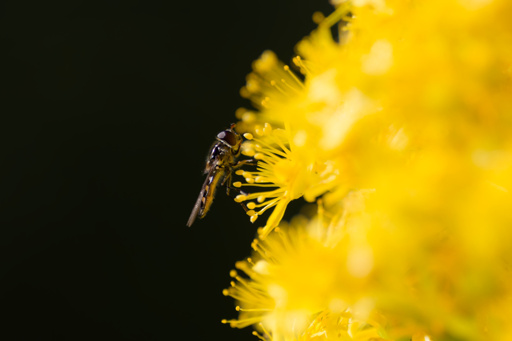 A hover fly on yellow flowers