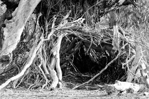 Crude shelter at the base of a tree made from fallen branches, in greyscale