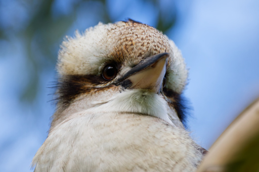 Close-up of a kookaburra looking majestic af