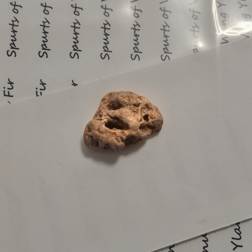 A small lump of beige rock with varying size and shape holes throughout.