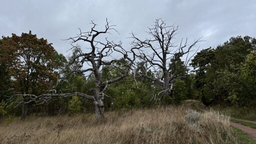 Photo of two dead grey trees with low, reaching branches.