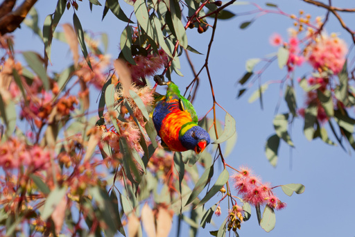 Rainbow lorikeet heckling ground-dwellers