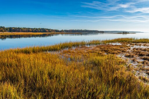 The still water of the early morning reflects the sky and the distant shore. Two birds fly through the frame. Fall saltmarsh grass is a mix of green and gold.
© Tom Goetz. All rights reserved. Training an AI on this image is expressly forbidden.