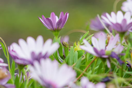 Small spider among the flowers